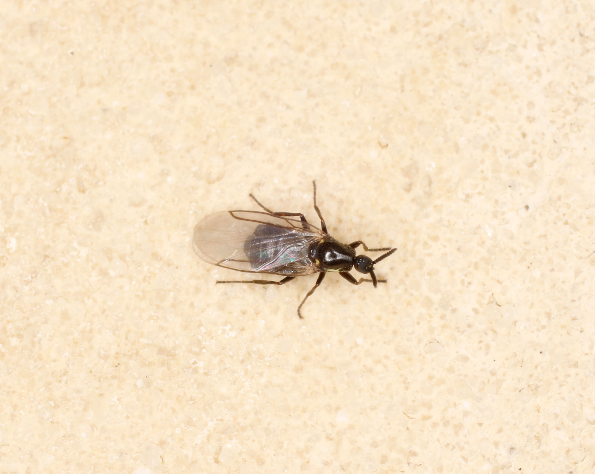 Scatopsidae: cfr. Scatopse notata